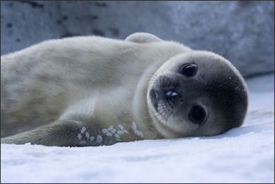 20120522-seal Baby_Weddell_Seal.jpg